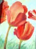 Tulipany_2009r..jpg